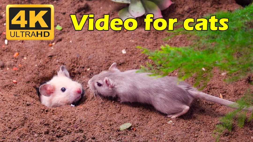 Cat TV: Non-Stop Hide & Seek with Tiny Mice - 3 Hours 4K UHD | Catflix