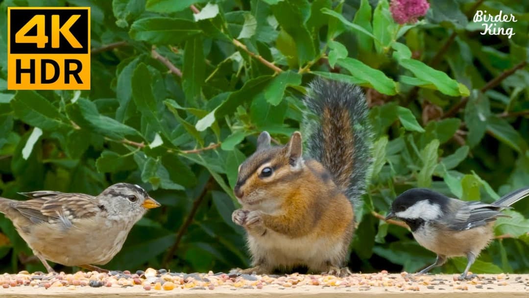 Cat TV for cats to watch 🐱🐿Cute Chipmunks and Baby Birds 🐥 8 hours(4K HDR)