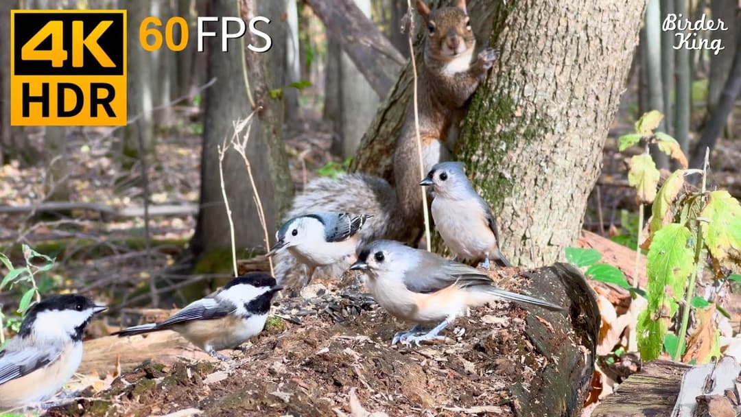 Cat TV for Cats to Watch 😺 Busy Birds and Squirrels in the Woods 🐿 4K HDR 60FPS