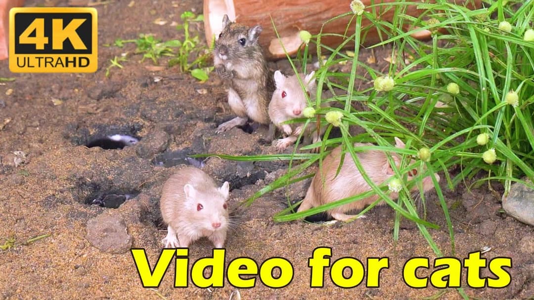 Cat TV : Tiny Mice Hide & Seek Extravaganza – Purr-fect Cat TV for Your Furry Friend! | Catflix