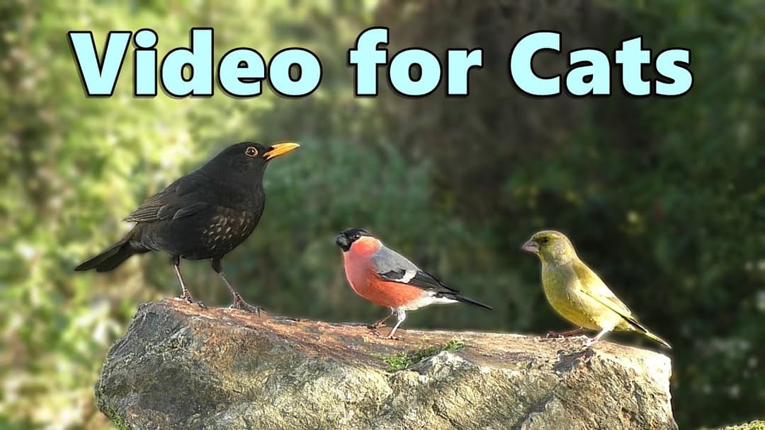Videos for Cats on A Glorious Morning ~ Cat TV