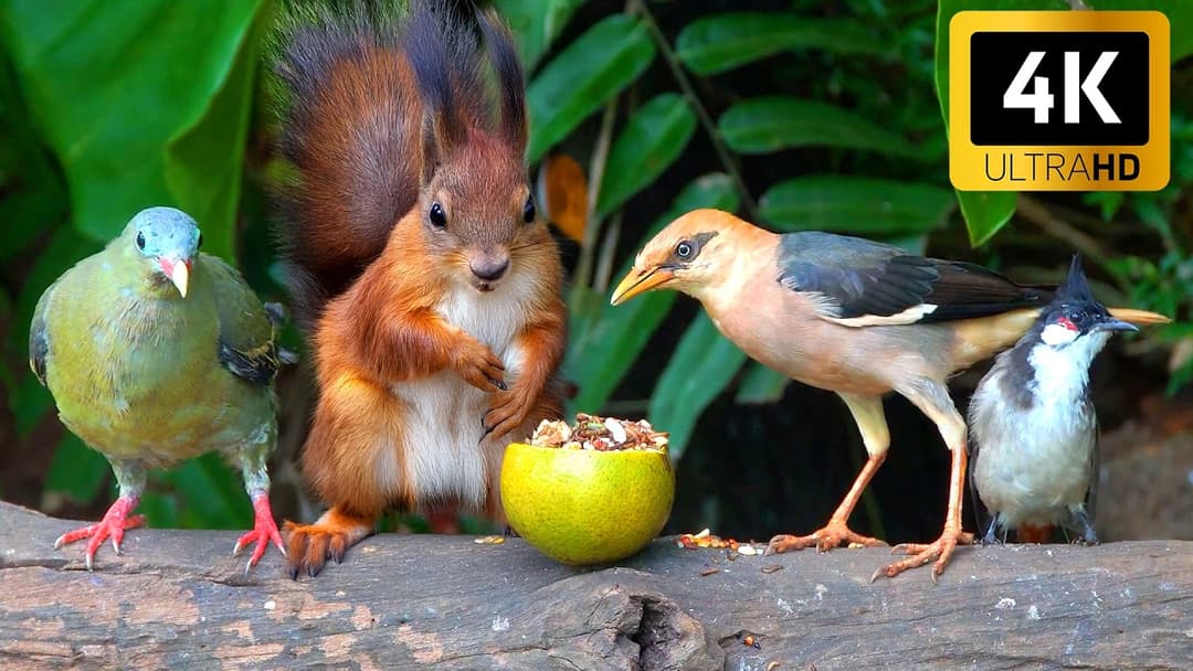 [NO ADS] Cat TV for Cats to Watch 🌲 Nature Sounds & Forest Snack Time | Birds & Squirrels Video 4K