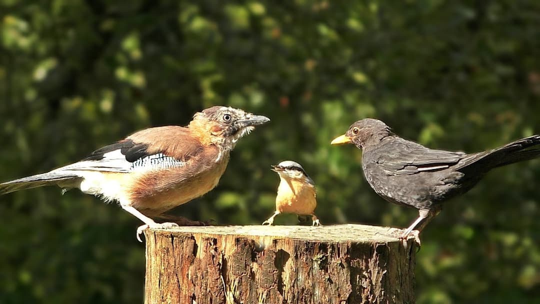 Videos für Katzen Zum Spielen - Vögel Extravaganz