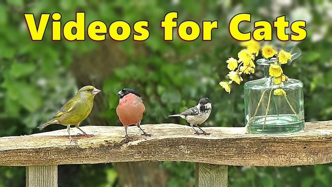 Cat TV : Summer Morning Birds for Cats to Watch