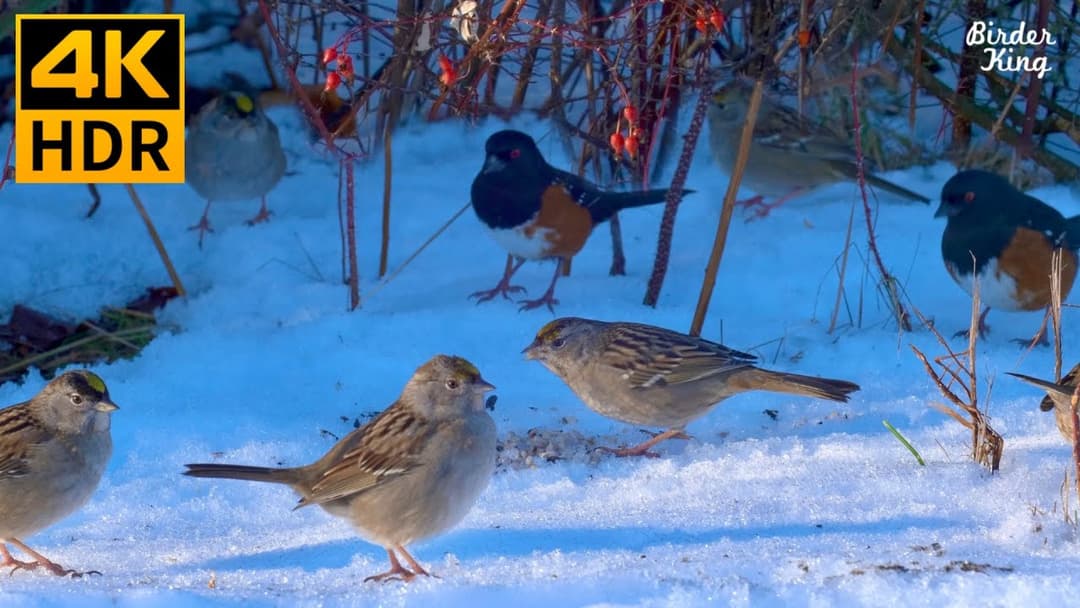 Cat TV for Cats to Watch 😺 Cute birds at winter wonderland 🐦 Chatty squirrels 🐿 8 Hours(4K HDR)