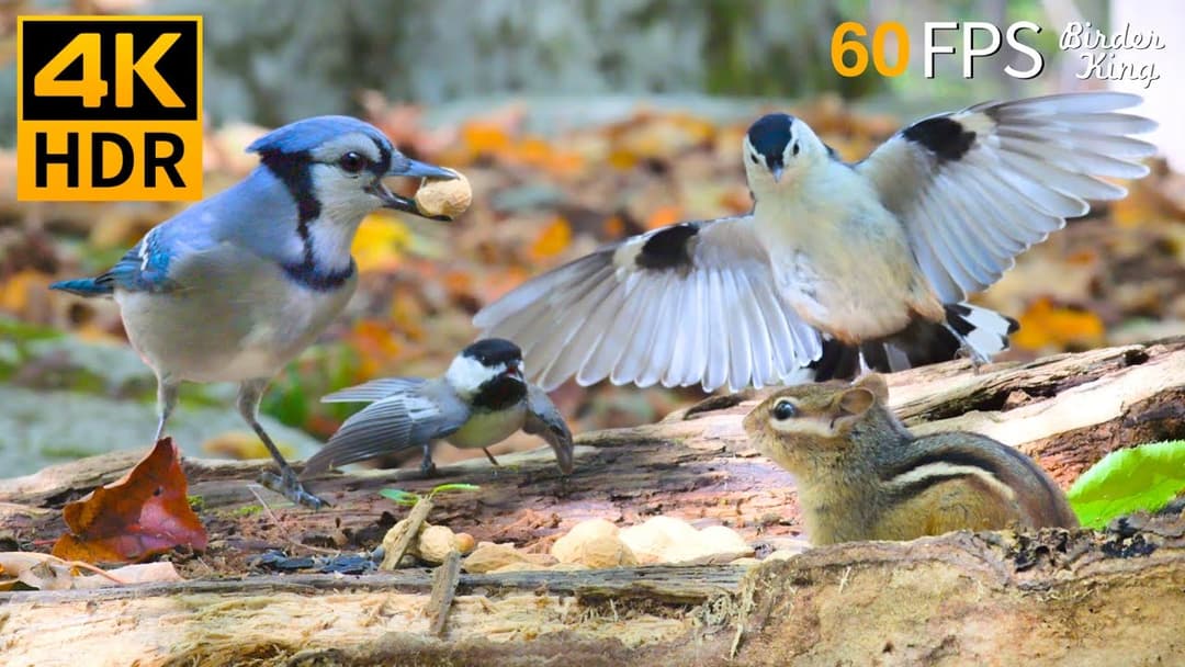 Cat TV for Cats to Watch 😻🐦 Dancing Birds and Squirrels Enjoy Fall 🍂🍁🐿 Cat Games 4K HDR
