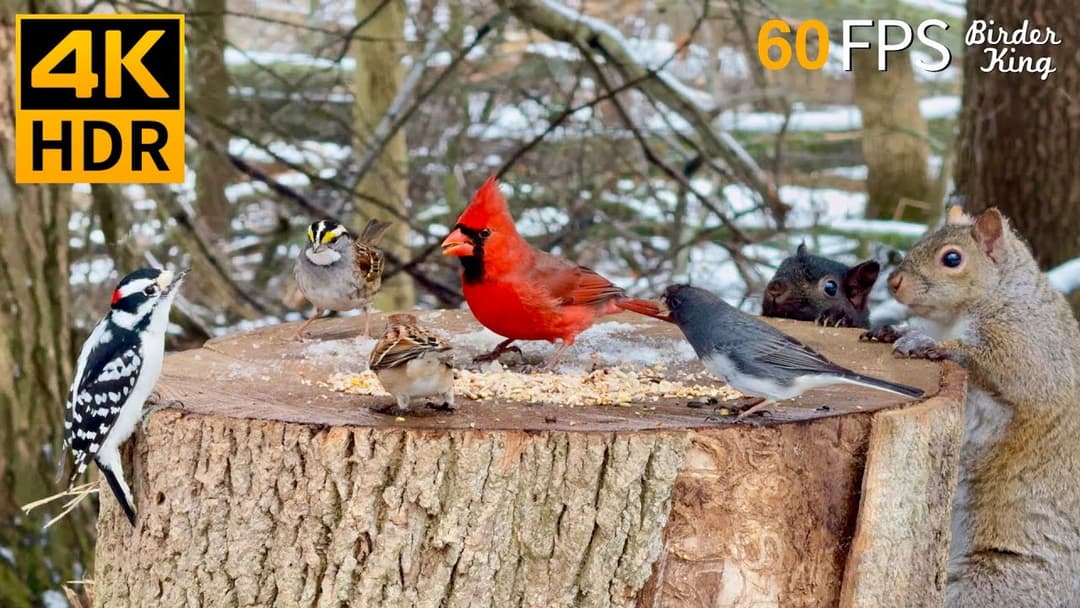 Cat TV for Cats to Watch 😺 Romantic Snow with Lovely Birds and Squirrels 🐿 8 Hours 4K HDR 60FPS