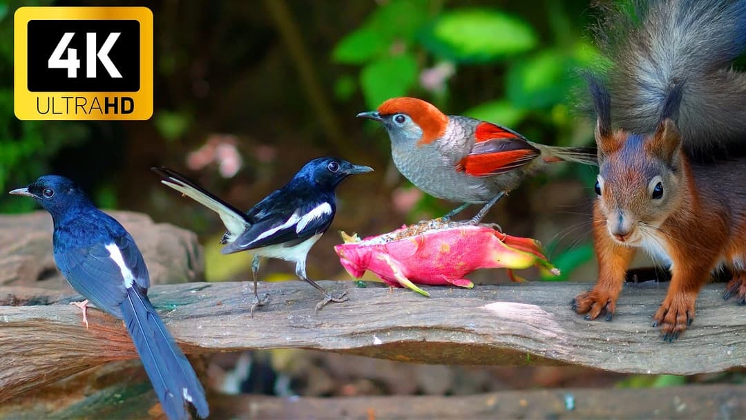 Cat TV for Cats to Watch😺❤️ Beautiful Birds, Squirrels, Relax Your Pets 🌸🐿️ Cat Games 4K HDR 60FPS