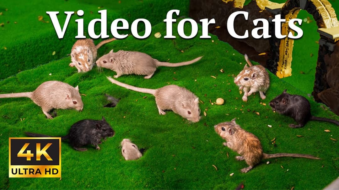 Cat TV: Hide & Seek Challenge – Tiny Critters vs. Your Cat in 4K UHD | Catflix