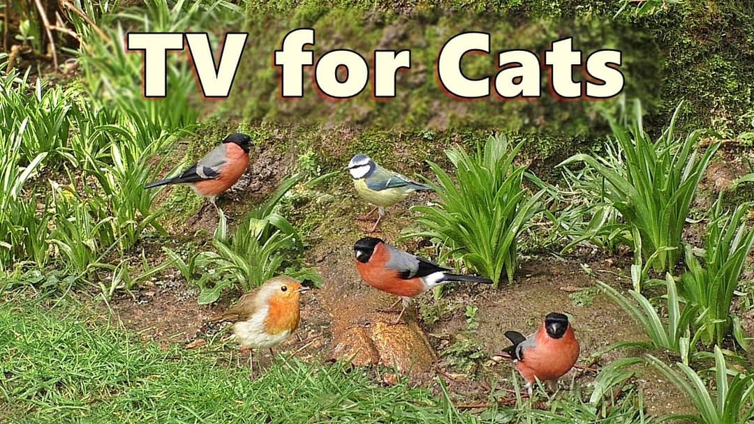 Cat TV ~ Garden Birds Cornucopia - Videos for Cats to Watch