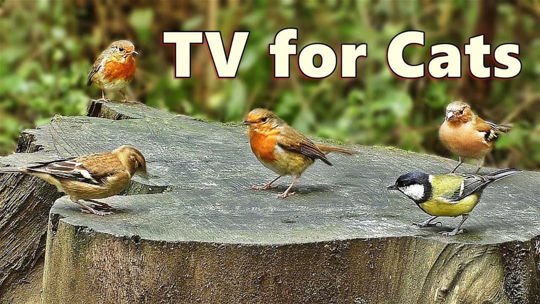 Cat TV ~ Videos for Cats to Absolutely Adore
