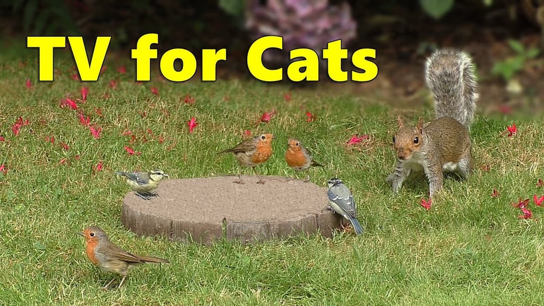 Cat TV for Cats to Watch Birds and Squirrels 🌸 8 HOURS 🌸