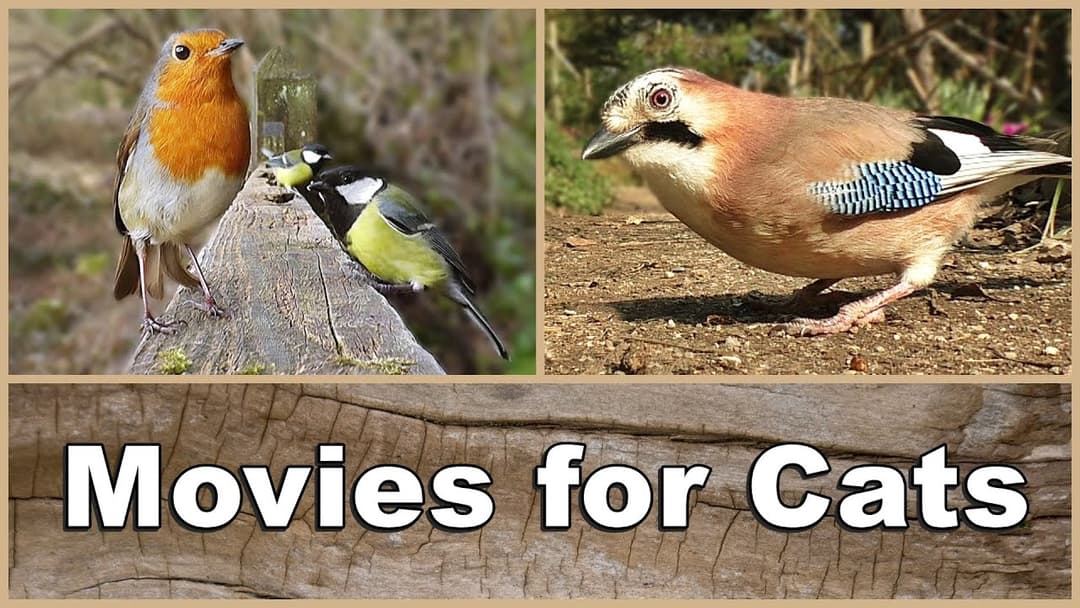 Movies for Cats to Watch Birds - The Ultimate Movie & Video for Your Cat
