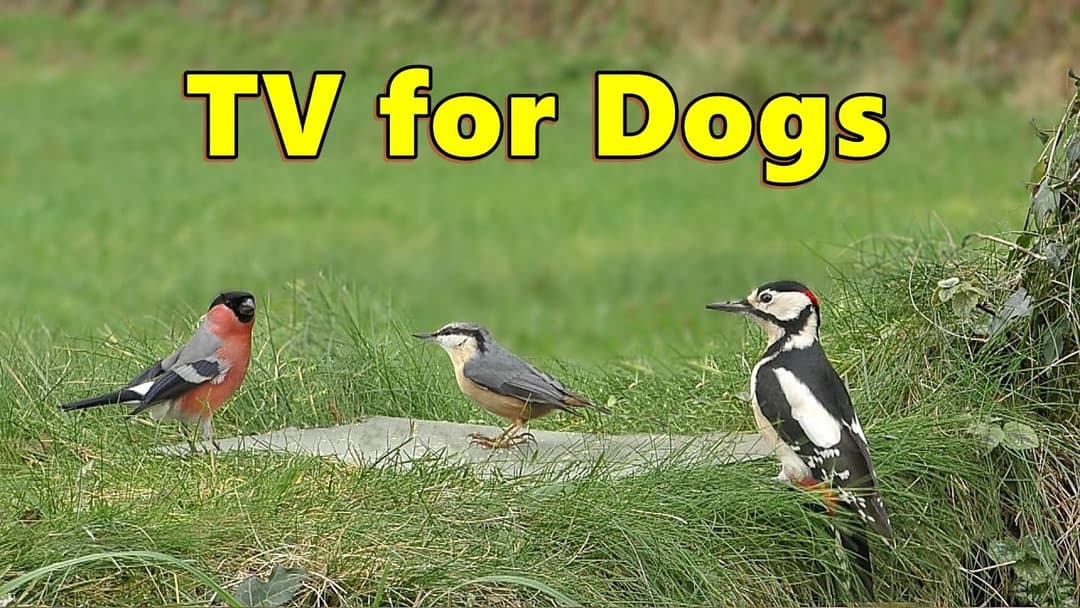 Relax Your Dog TV ~ Birds at The Edge of The Forest ⭐ 8 HOURS ⭐