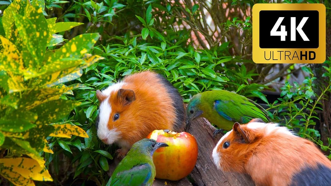 Nature’s Love for Cats 😻 Birds Enjoy Sweet Valentine’s Snacks 🐦 4K HDR Cat TV