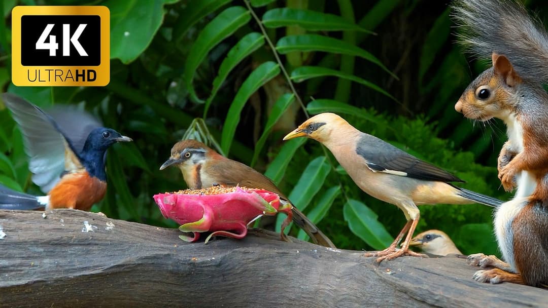 Cat TV No Ads 🐦 The Cutest Birds and Squirrels 🐿️ Videos for Cats to Watch 4 Hours