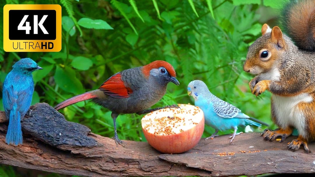 [No Ad Interruptions] Cat TV 😺 Birds & Squirrels Among Summer Flowers 🌸🐿️ Relaxing 4K for Cats