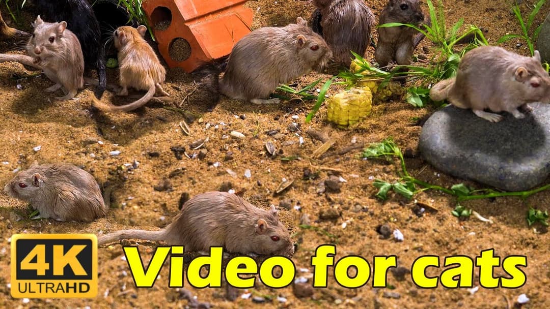 Purrfect Cat TV: Non-Stop Mouse Mischief in 4K Ultra HD | Catflix