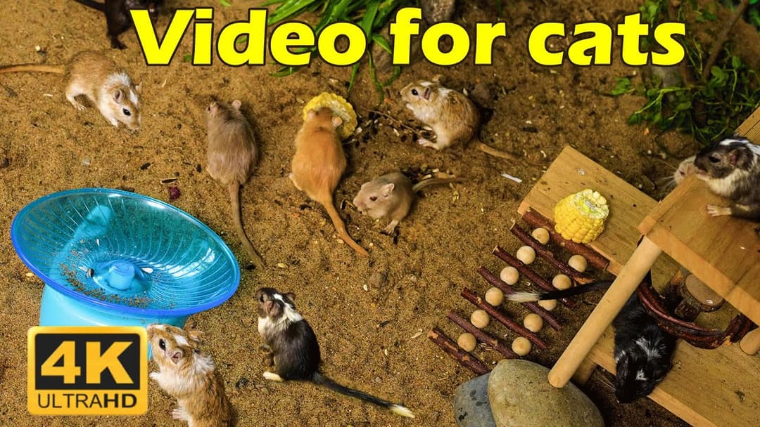Cat TV: Tiny Mice Hide & Seek – A Game for Playful Cats in Stunning 4K | Catflix