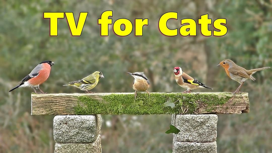 Cat TV Videos ~ Birds for Cats to Watch Extraordinaire ⭐ 10 HOURS ⭐