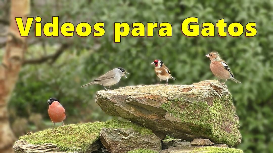 Videos de Pajaros para Gatos Deleitar