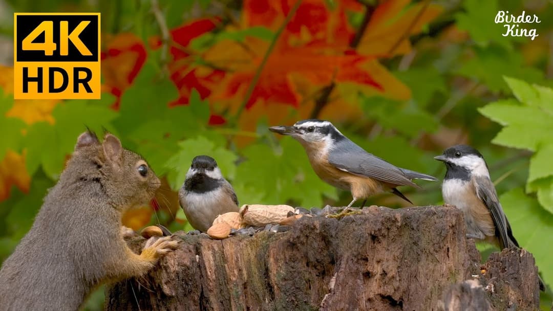 Cat TV 8 hours🐱Birds, chipmunks, squirrels, and the fall maple leaves(4K HDR)
