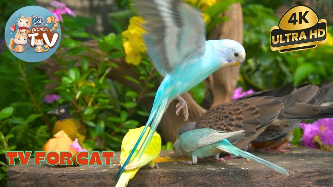 🔴😺Cute Bird, Red Squirrels, Chipmunks 🦜& More! Live 12 Hour Cat TV Videos | 4K HDR