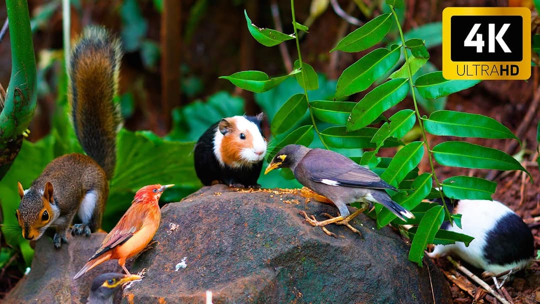 Cat TV NO ADS for Cats to Watch 😺🐦 All Birds, Chipmunks Squirrels Enjoy the Present 🐿 Cat Games 4K