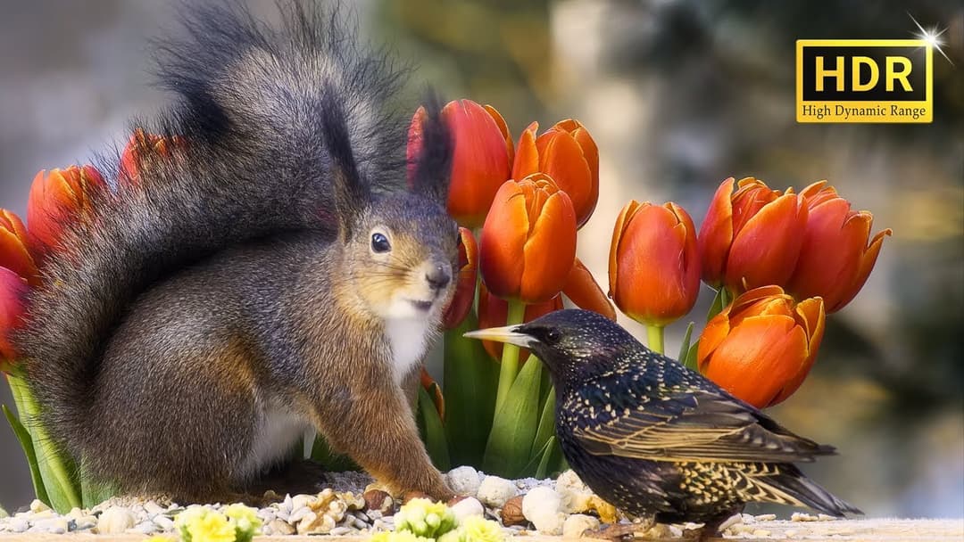 Close-up RED SQUIRRELS and Spring BIRDS😽 TV for Cats and Dogs🐕  8 hrs 4K HDR