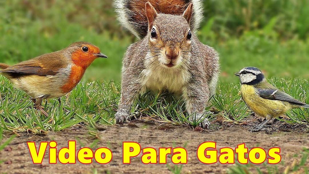 Videos Para Gatos - El video favorito de tus gatos