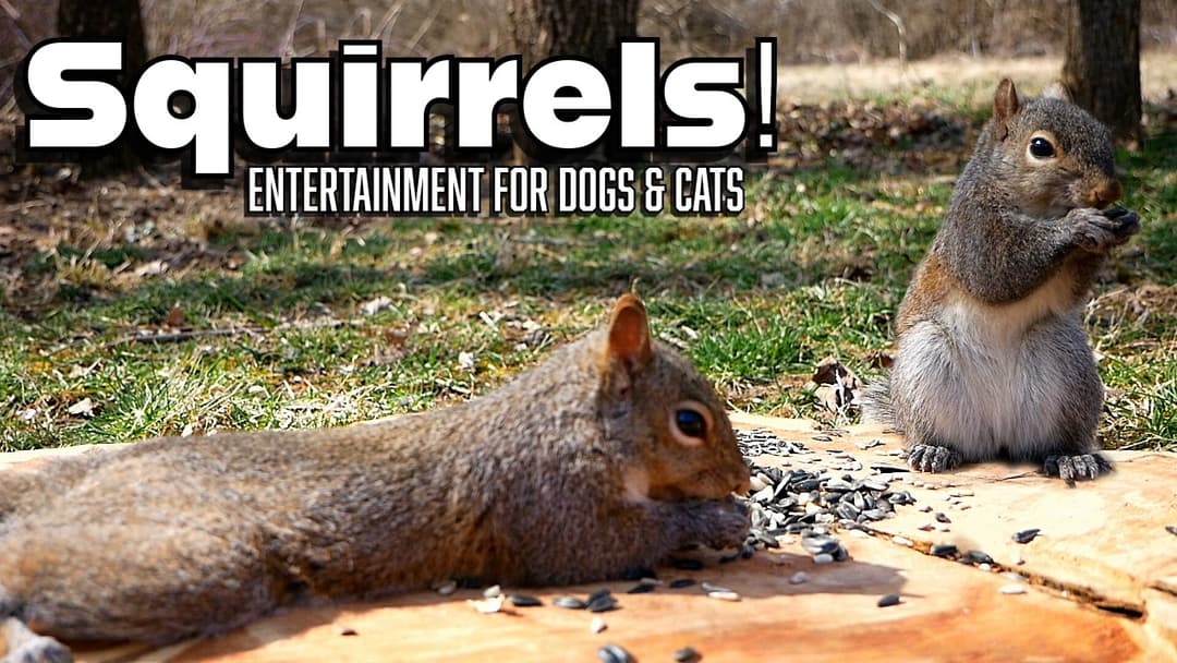 🐶😺📺 Cat & Dog TV -10 HOURS | Entertain Your Pets with Backyard Squirrels | Ambient Bird Sounds 🐦🕊️