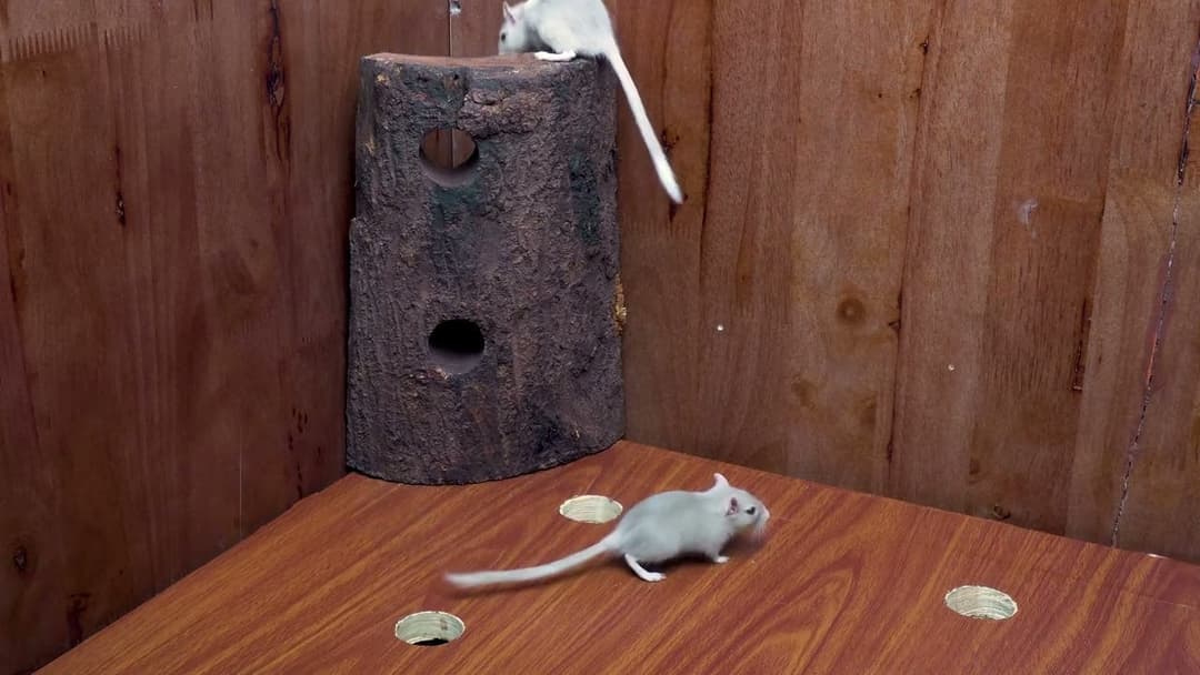 Interactive Cat TV | Tiny Mice Playing Hide & Seek, Wood Hole Chase & Fun –8H of Fun in 4K UHD!