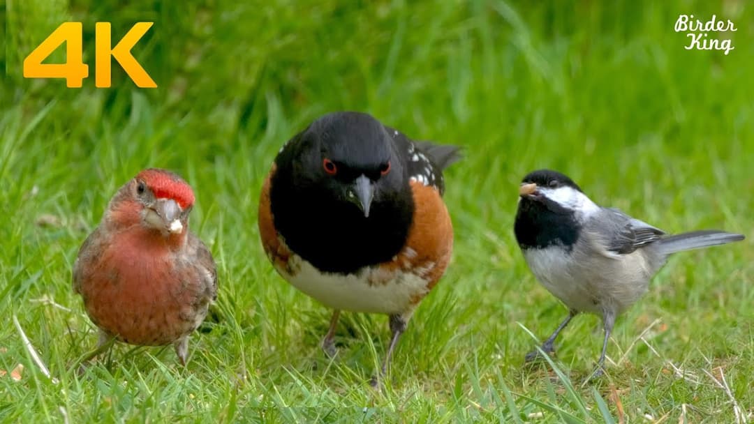 8 Hour Cat TV Birds and Squirrels 😺🐿 Dog TV 🐶Sparrows Take Dust Baths 🛀 Cute Chipmunk