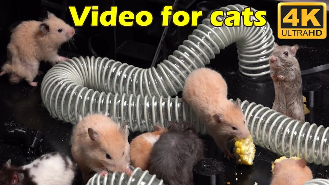 Ultimate Cat TV: 3 Hours of Mice on the Move in 4K UHD | Catflix