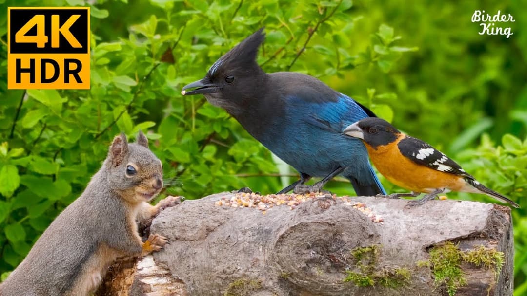 Cat TV for Cats to Watch 😺 Beautiful birds and cute squirrels 🐦🐿 8 Hours(4K HDR)