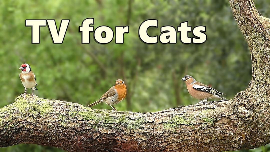 Cat TV Adventure ~ Videos for Cats to Watch ⭐ 8 HOURS ⭐