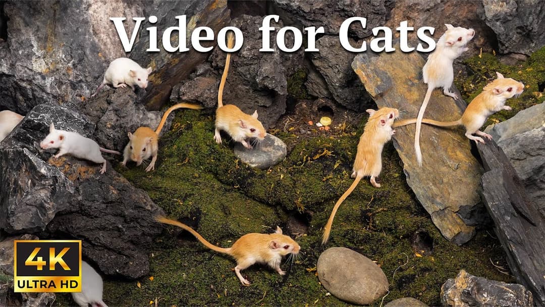 Cat TV: Mouse Hide & Seek: Level 2 – Cave Escape Adventure! | Catflix
