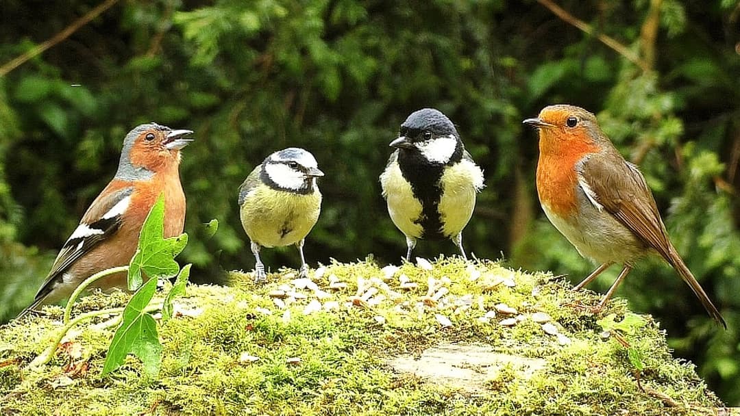 Videos for Cats to Watch : Birds on The Little Hill