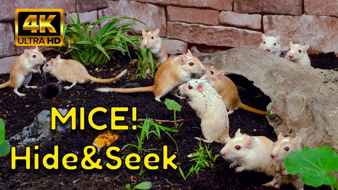 Cat TV Mice: Hide & Seek Gerbils Game for Cats – 4K Realistic Rodent Action!