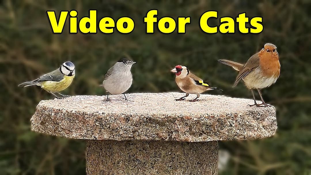 Birds for Cats to Watch ~ Birds of Many Colours ⭐8 HOURS⭐ NEW ✔️