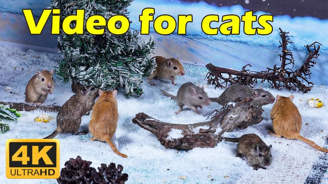 Cat TV: Watch Cats Play Hide & Seek with Mice in Stunning 4K UHD – 3 Hours of Feline Fun! | Catflix