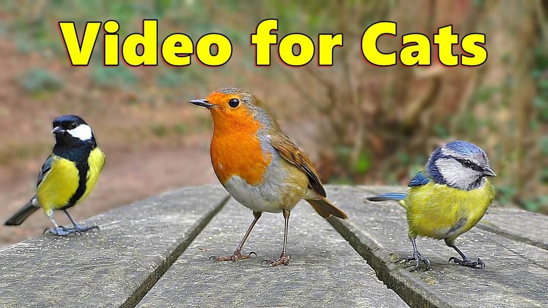 Cat TV ~ Catflix Videos for Cats to Watch ⭐ 8 HOURS ⭐