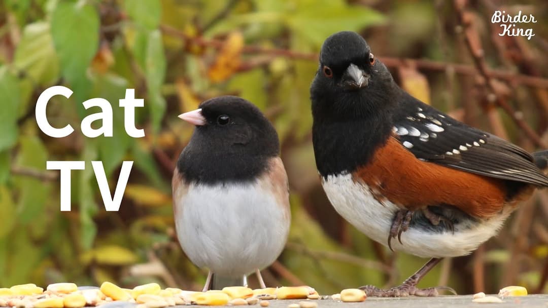 CAT TV 8 Hours: Relax With Beautiful Birds and Squirrels in Golden Season