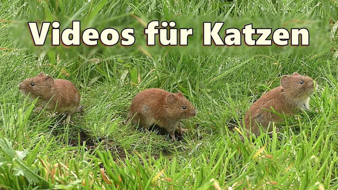 Videos für Katzen zum Ansehen ~ Mäuse im Gras ⭐ 8 Stunden ⭐