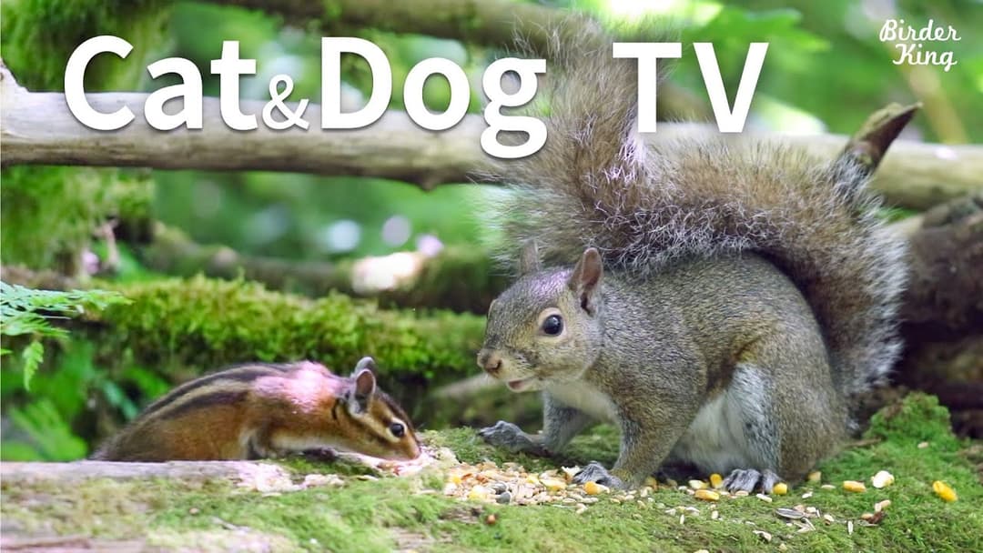 Cat and Dog TV: Cute Chipmunks and Squirrels - Videos for Cats and Dogs To Watch