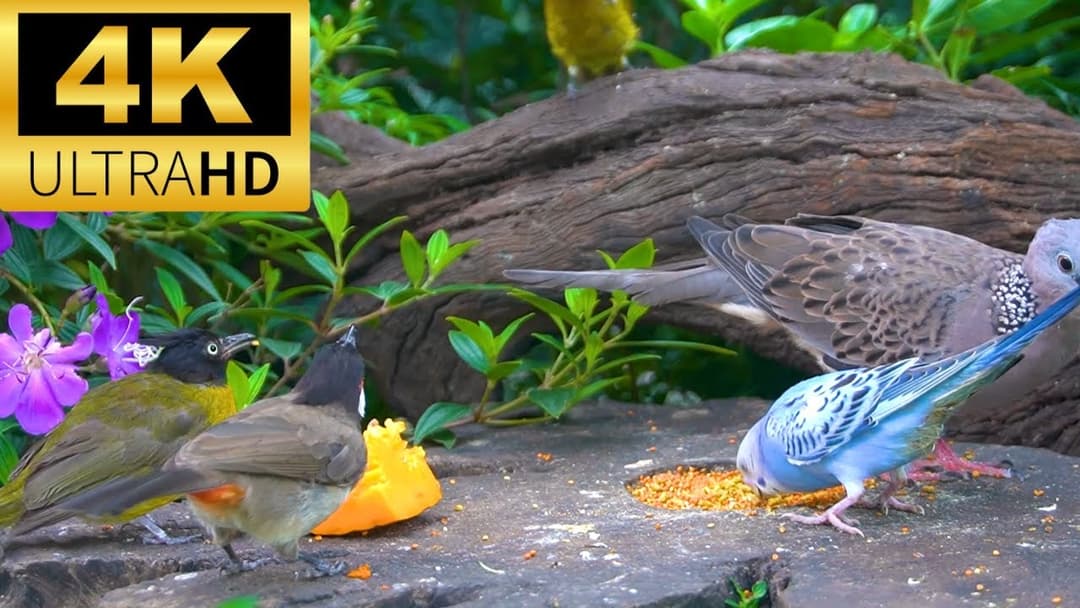 🔴 24/7 LIVE: Cat TV for Cats to Watch 😺Beautiful Wild Birds and Squirrels 🐿(4K HDR)