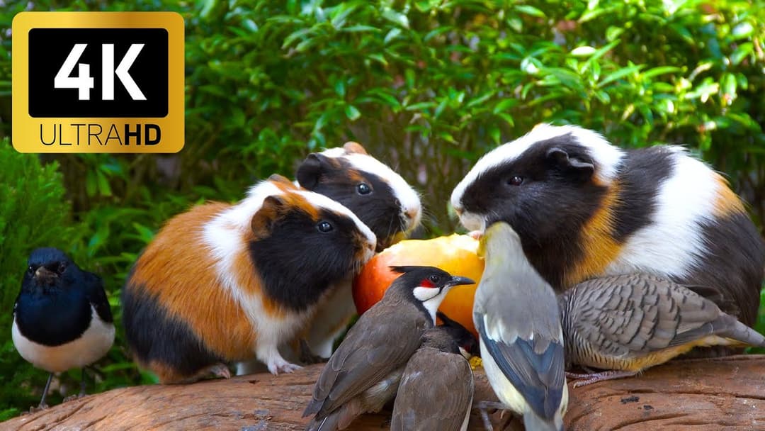 Magical Cat TV 😻 Birds & Squirrels Bring a Touch of Nature to Your Cat 🕊️🐿️ 4K HDR