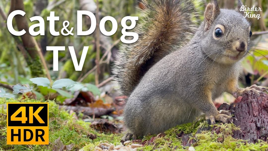 Cat and Dog TV 4K HDR: Tiny Barking Squirrel and Cute Birds - 10-bit Color