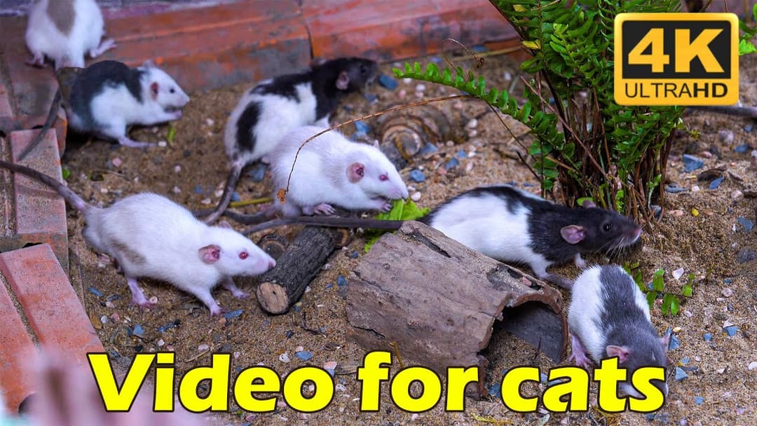 Ultimate Cat TV: 3 Hours of Epic Mouse Chase in 4K UHD | Non-Stop Action!
