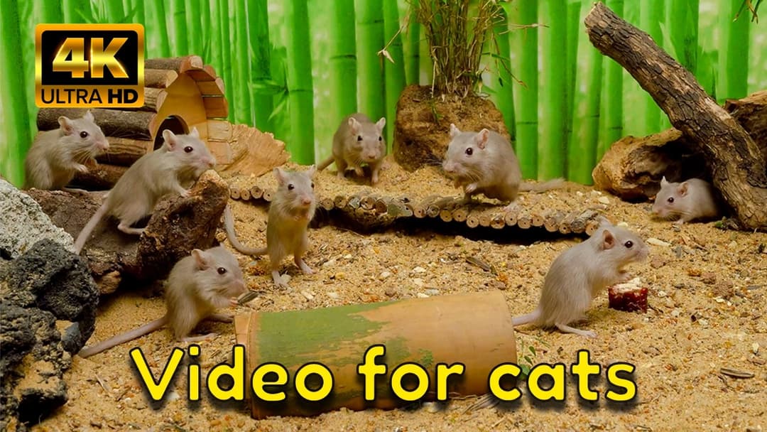 Cat TV Mice: Gerbils Hide & Seek for Cats | 4K HDR Compilation — 3 Scenes